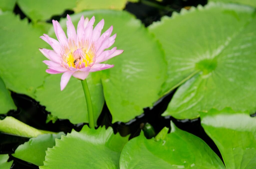 bassin naturel dans le Val-de-Marne
